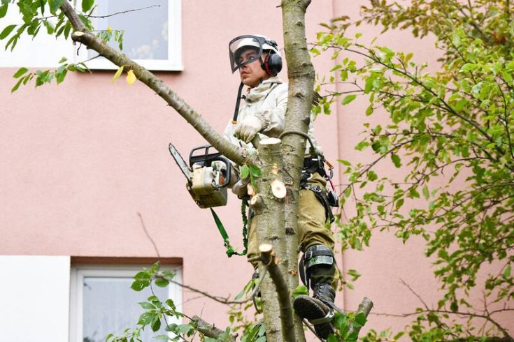 The History of Tree Care