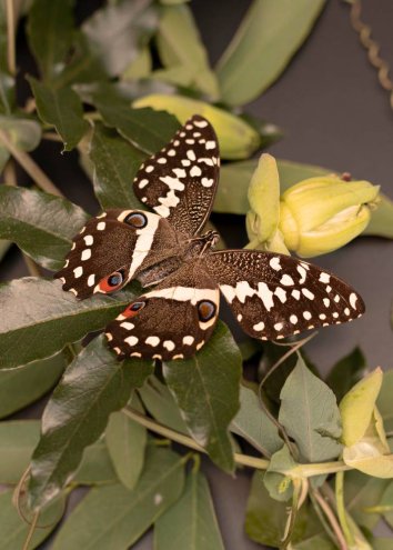 Are Box Tree Moths Dangerous? 