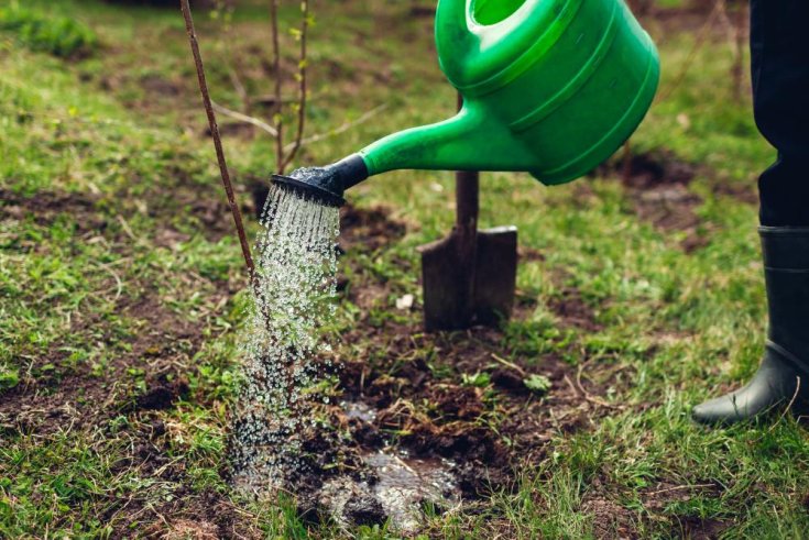 The Benefits of Supplemental Watering for Your Trees