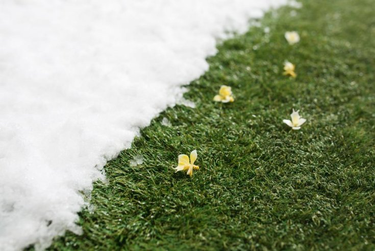 Winter Lawn and Landscape Guide