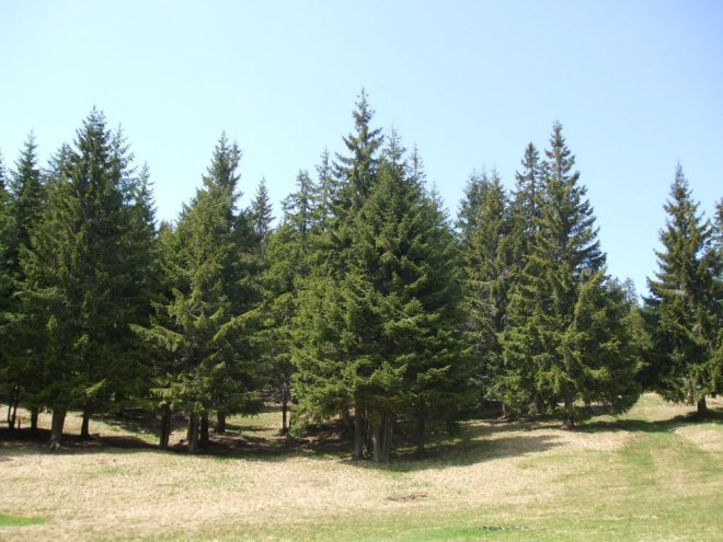 What Are the Pros and Cons of Cutting Down Pine Trees?