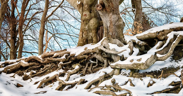 What Happens If Tree Roots Freeze?