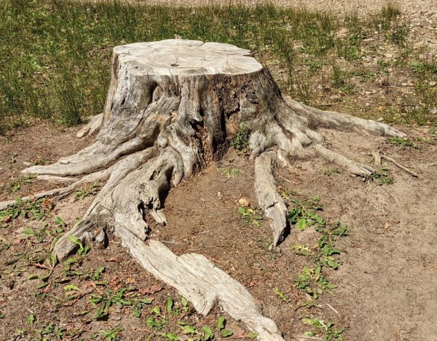 How Long Do the Roots Last After Cutting a Tree?