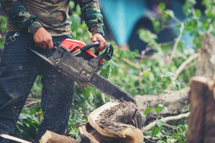 How to Remove Roots Safely After Tree Removal