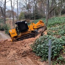 The Importance of Root Collar…