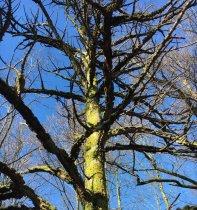 How to Identify Dutch Elm…