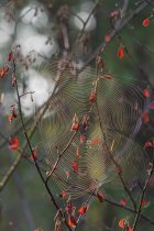 What Spiders Build Webs in…