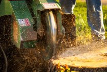 The Importance of Stump Grinding…